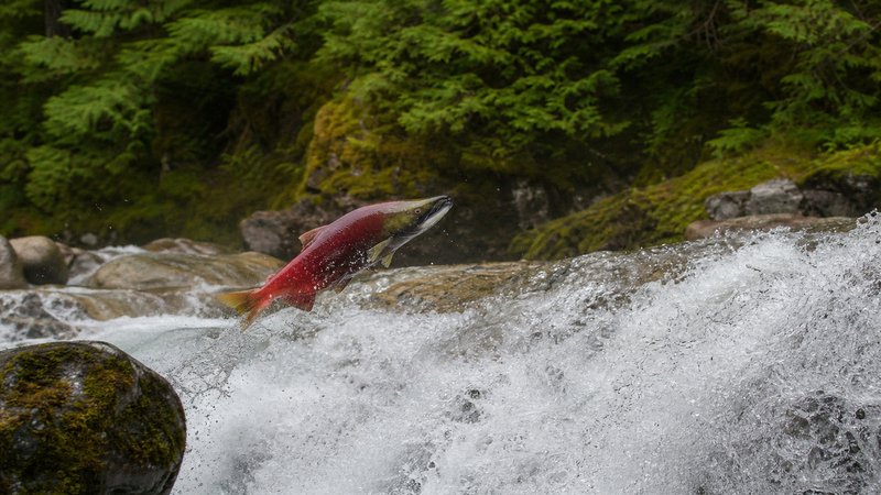 The Salmon Run: Understanding Peak Migration Windows, River Tactics, and Ethics