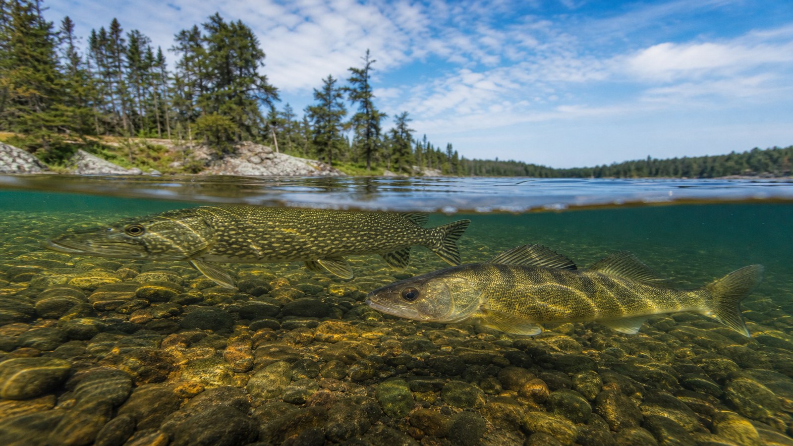 Saskatchewan Fish Species: Identification, Trophy Habitats, and Proven Tactics